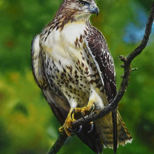 Alerte-buizerd-50-x-336-2024